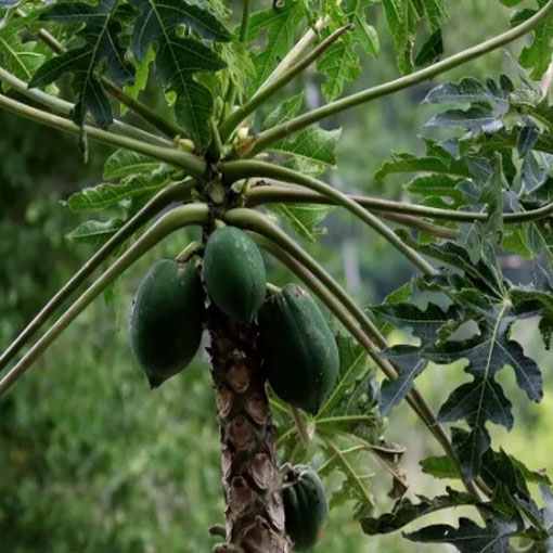 apaya Melonowiec żółty, Carica papaya