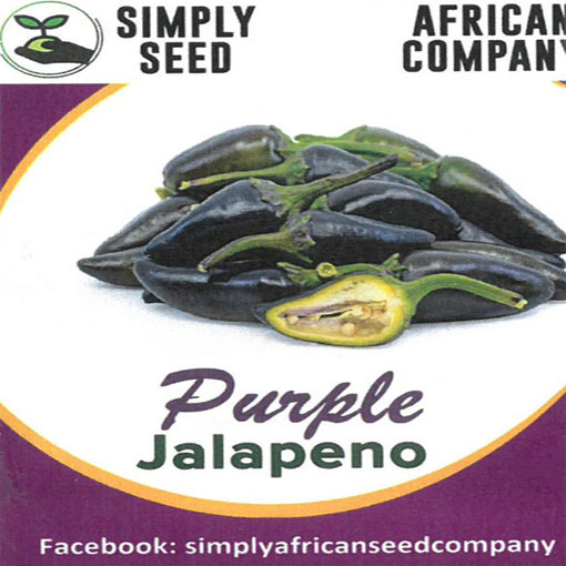 Papryka Jalapeno fiolet łagodna Chia, Capsicum, pieprzowiec