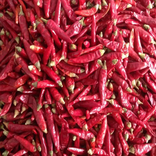 Papryka Thai Red Chilli ostra, Capsicum annuum