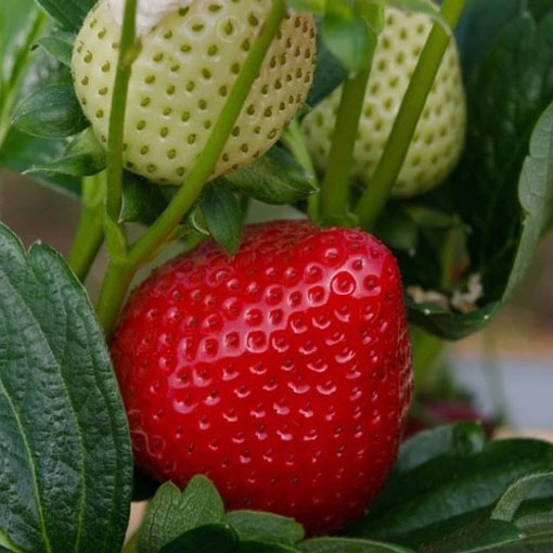 Truskawka deserowa Strawberry, Fragaria ananassa Duchesne