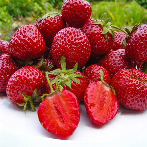 Truskawka deserowa Strawberry, Fragaria ananassa Duchesne
