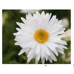 nasiona Aster alpejski szt.10 Flxx98