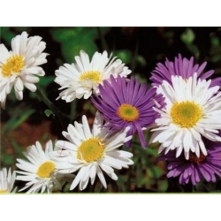 nasiona Aster alpejski szt.10 Flxx98