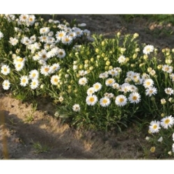 nasiona Aster alpejski szt.10 Flxx98