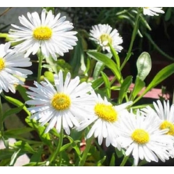 nasiona Aster alpejski szt.10 Flxx98