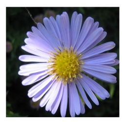 nasiona Aster gawędka szt.10 Flxx99