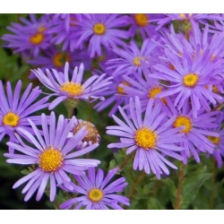 nasiona Aster gawędka szt.10 Flxx99