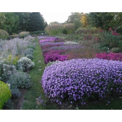 nasiona Aster gawędka szt.10 Flxx99