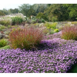 nasiona Aster gawędka szt.10 Flxx99