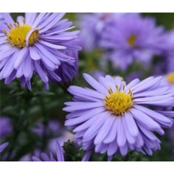 nasiona Aster gawędka szt.10 Flxx99