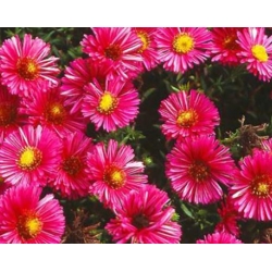 nasiona Aster nowoangielski szt.10 Flxx100