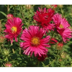 nasiona Aster nowoangielski szt.10 Flxx100