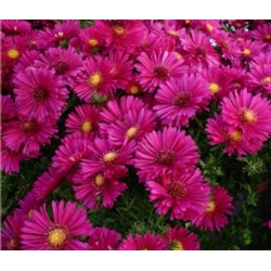 nasiona Aster nowoangielski szt.10 Flxx100