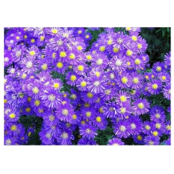 nasiona Aster nowobelgijski szt.10 Flxx123