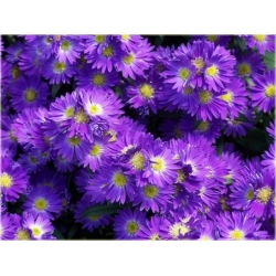 nasiona Aster nowobelgijski szt.10 Flxx123