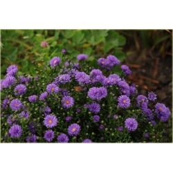 nasiona Aster nowobelgijski szt.10 Flxx123