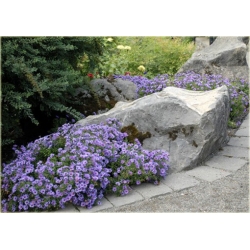 nasiona Aster nowobelgijski szt.10 Flxx123