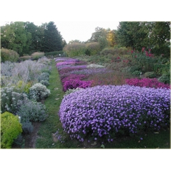 nasiona Aster nowobelgijski szt.10 Flxx123