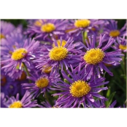 nasiona Aster tongolski szt.10 Flxx107