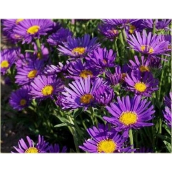 nasiona Aster tongolski szt.10 Flxx107