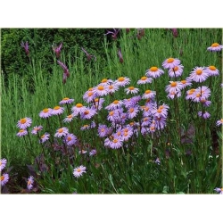 nasiona Aster tongolski szt.10 Flxx107