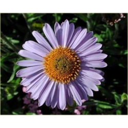 nasiona Aster tongolski szt.10 Flxx107