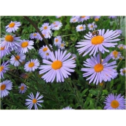 nasiona Aster tongolski szt.10 Flxx107