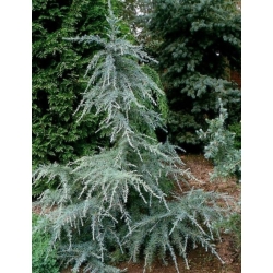 nasiona Cedr himalajski szt.5 Flxx36