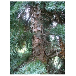 nasiona Choina Martensa górska szt.10 Flxx78