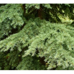 nasiona Choina Martensa górska szt.10 Flxx78