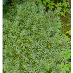 nasiona Choina Martensa górska szt.10 Flxx78