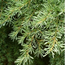 nasiona Choina Martensa górska szt.10 Flxx78