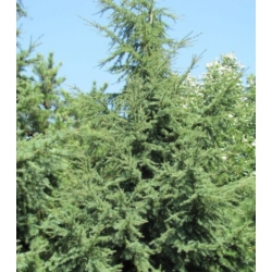 nasiona Choina Martensa górska szt.10 Flxx78