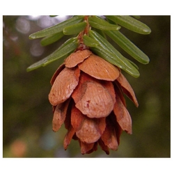 nasiona Choina zachodnia szt.10 Flxx77