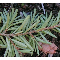 nasiona Choina zachodnia szt.10 Flxx77