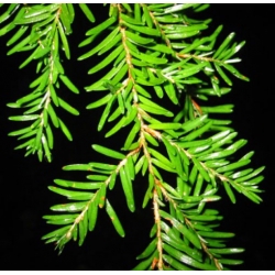 nasiona Choina zachodnia szt.10 Flxx77