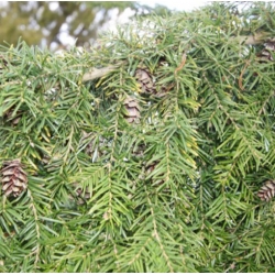 nasiona Choina zachodnia szt.10 Flxx77