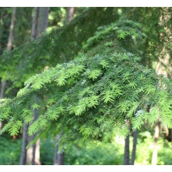 nasiona Choina zachodnia szt.10 Flxx77