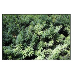 nasiona Cis japoński szt.5 Flxx74