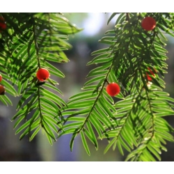 nasiona Cis japoński szt.5 Flxx74