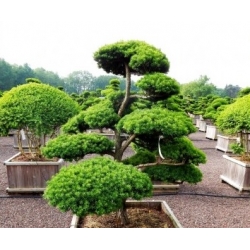 nasiona Cis japoński szt.5 Flxx74