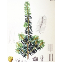 nasiona Cis japoński szt.5 Flxx74