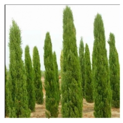 Cyprys wieczniezielony szt.10 Flxx42