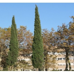 nasiona Cyprys wieczniezielony szt.10 Flxx42