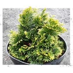 nasiona Cyprysik japoński szt.10 Flxx38