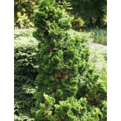 nasiona Cyprysik japoński szt.10 Flxx38