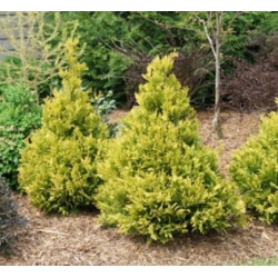 nasiona Cyprysik japoński szt.10 Flxx38