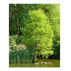 nasiona Cypryśnik błotny szt.5 Flxx73