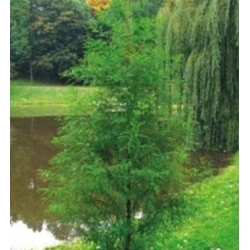 nasiona Cypryśnik błotny szt.5 Flxx73