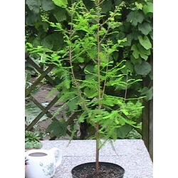 nasiona Cypryśnik błotny szt.5 Flxx73